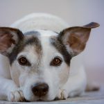 Szczeniaki potrzebują szkolenia – odpowiednie szkolenie psów